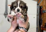 !free! Australian Sheperd Puppies Mixed