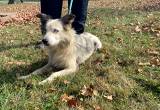 Female border collie