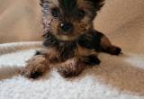 Male Yorkie ckc