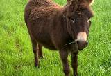 Mini Donkey jack