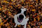 saint bernard pup