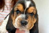 Ckc Registered Basset Hound Puppies