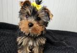 Yorkshire terrier Girl