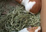 guinea pigs