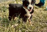 Mini Aussie Pup- Mini Austrilian Shepher
