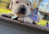 AKC yellow labs