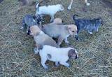 Anatolian shepherd puppies