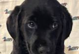 AKC Black Lab Puppies