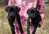 2 Female CKC Registered Pug Puppies 8wks