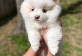 little snowball