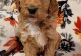 Beautiful CKC Golden doodle puppies