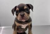 American Bully - pocket