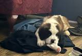 saint bernard puppy for sale