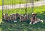 AKC Golden Puppies