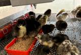 ameracana chicks