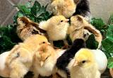 Bantam Cochin Chicks New Hatch
🐥🐣🐥🐣