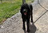 Ckc Reg Standard Poodle