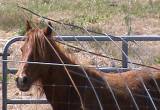 Two rescue horses for sale.