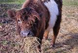 Mini Highland Belted Bull 20 Months Old
