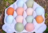 Rainbow Mix Hatching Eggs - NPIP Clean