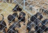 Black and Tan Coonhound pups