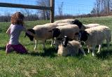 Registered Dorper sheep for sale