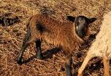 Bottle Baby Sheep