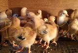 The Real Jubilee English Baby Chickens