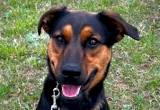 Rottweiler, Belgian Malinois Cross