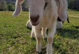 weaned bottle baby kiko/ boer doe