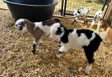 Mini LaMancha Bottle Baby Goats