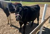 Two. yr old steer