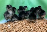 ameraucana chicks