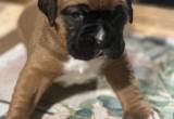 AKC registered boxer puppies