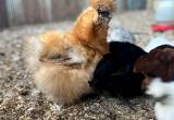 Frizzle silkie pair