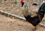 easter egger rooster