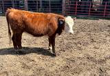 Hereford Open Heifers