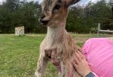 Baby Pygmy Goats