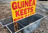 4/20 Guineas at the Crossville Flee Mkt