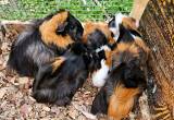 guinea pigs