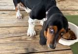 Male basset hound