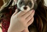 female ferret