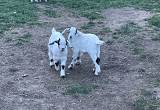 nubian/ boer bucklings