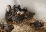 5 week old pullets/ cockerel