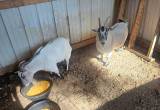 nannie goats