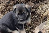 German shepherd mix puppies