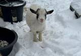 Nigerian/ Pygmy Goat Buckling