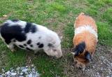 Kune Kune and Juliana Pet Pigs for Sale