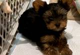 ckc yorkie