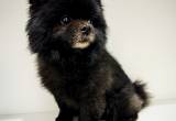 AKC Pomeranian STUD